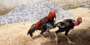 Cách chữa gà đá khò khè