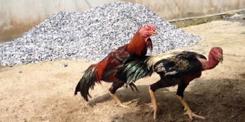 Cách chữa gà đá khò khè