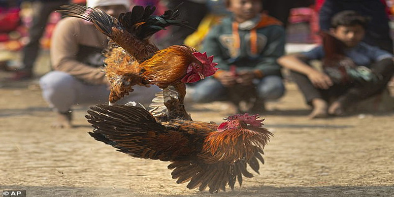 Giải đấu đá gà nòi đa dạng