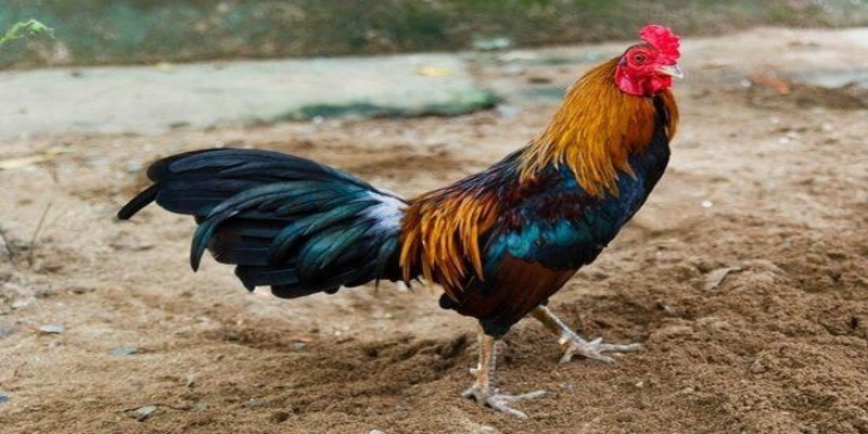 Khám phá nguồn gốc đá gà lai