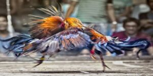 Kinh nghiệm cá cược đá gà
