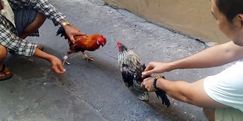 Lưu ý khi đem chiến kê đy đá