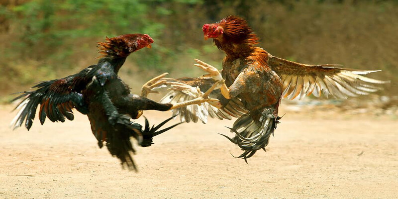 Mẹo soi kèo đá gà qua tỷ lệ trả thưởng