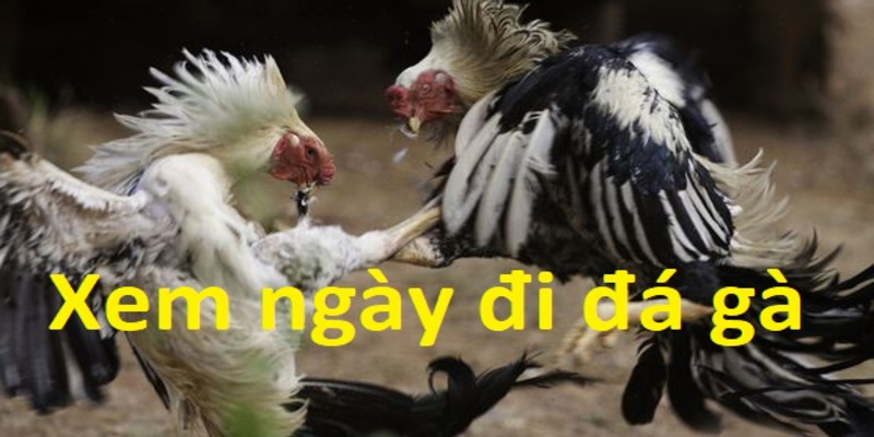 Xem ngày đá gà