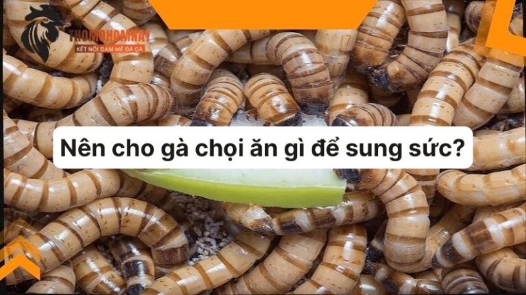 Một số thực phẩm giàu chất đạm cần cung cấp cho chiến kê