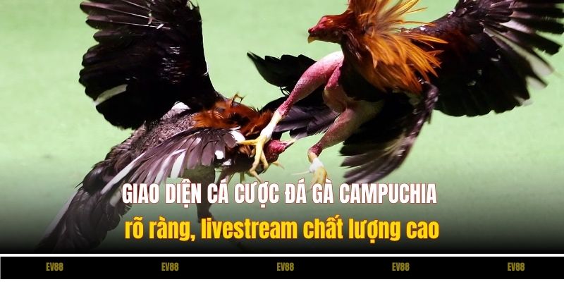 Giao diện cá cược đá gà Campuchia rõ ràng, livestream chất lượng cao