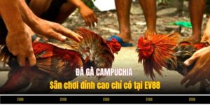 Đá gà Campuchia – Sân chơi đỉnh cao chỉ có tại 777Loc