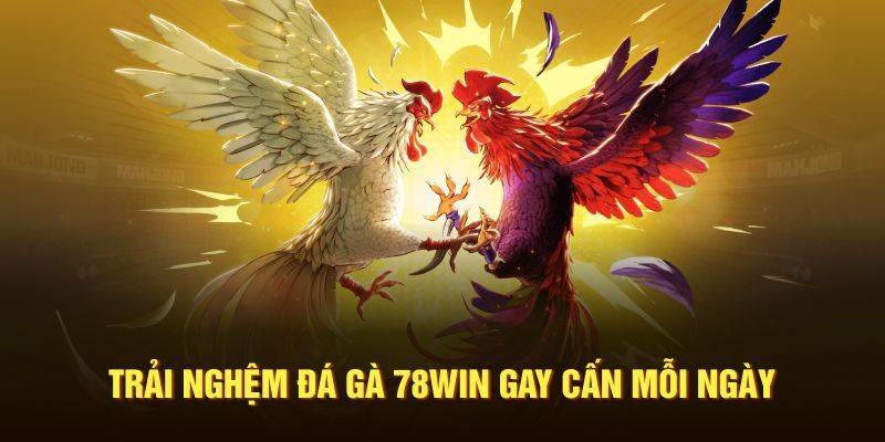 Các thể loại đá gà được cung cấp trên nền tảng 78win