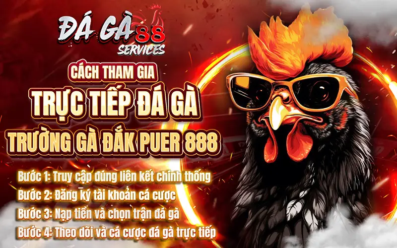 Cách Tham Gia Trực Tiếp Đá Gà Trường Gà Đắk Puer 888