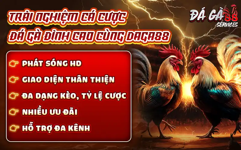 Trải nghiệm cá cược đá gà đỉnh cao cùng Daga88