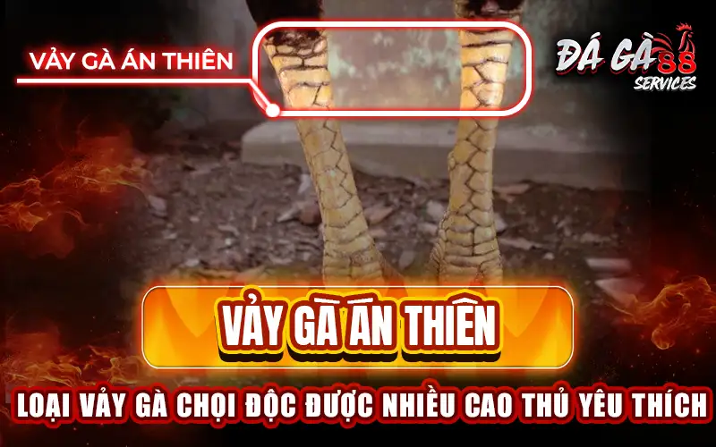 Vảy gà Án Thiên – 1 trong những vảy gà quý hiếm được săn đón