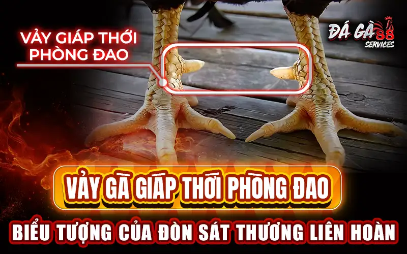Vảy gà Giáp Thới Phòng Đao